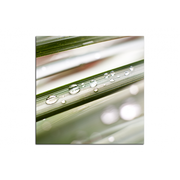 Obraz na plátně - Kapky na stéblu trávy - čtverec